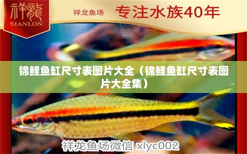 錦鯉魚缸尺寸表圖片大全（錦鯉魚缸尺寸表圖片大全集）