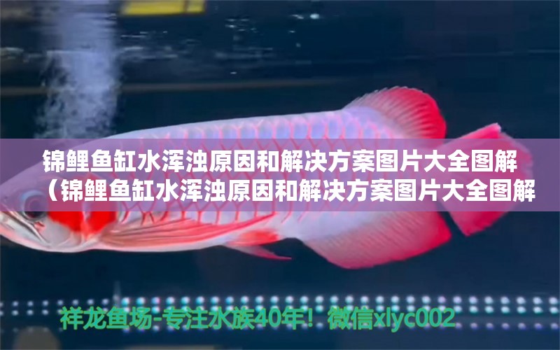 錦鯉魚缸水渾濁原因和解決方案圖片大全圖解（錦鯉魚缸水渾濁原因和解決方案圖片大全圖解視頻）