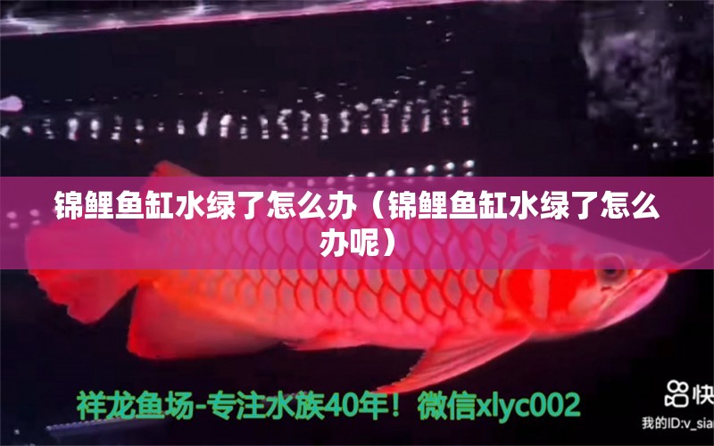 錦鯉魚缸水綠了怎么辦（錦鯉魚缸水綠了怎么辦呢） 祥龍水族醫(yī)院