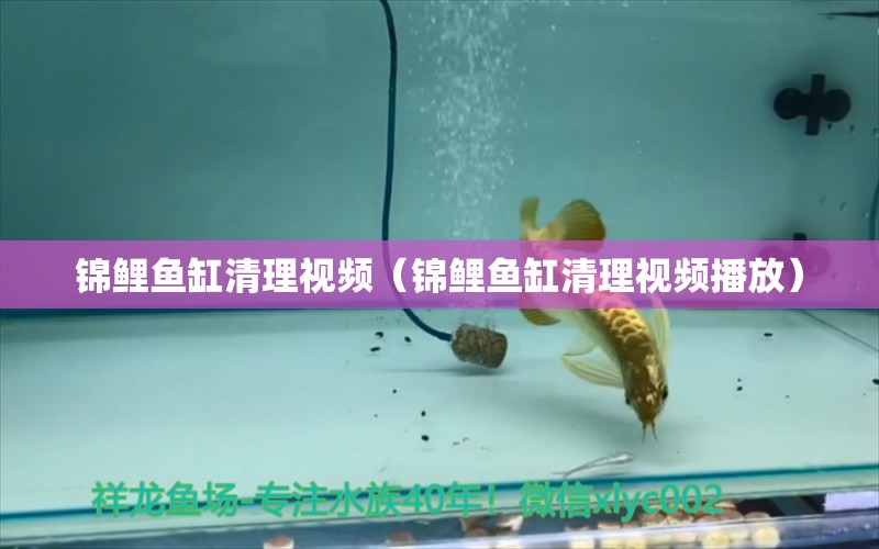 錦鯉魚缸清理視頻（錦鯉魚缸清理視頻播放） 其它水族用具設(shè)備