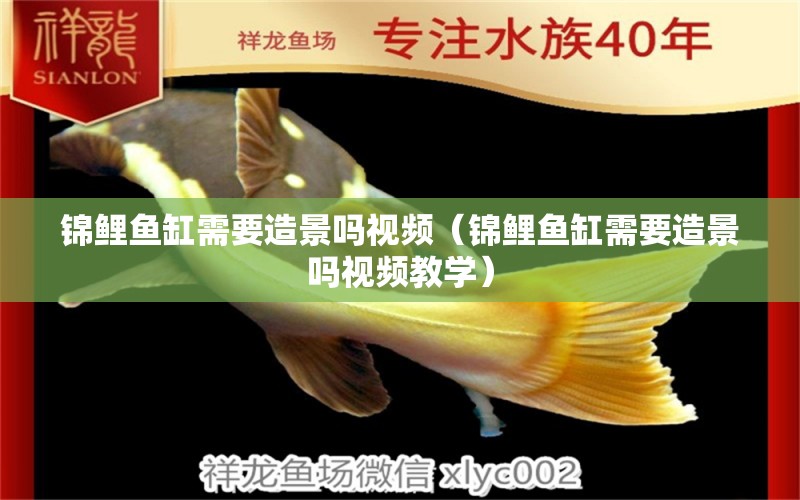 錦鯉魚(yú)缸需要造景嗎視頻（錦鯉魚(yú)缸需要造景嗎視頻教學(xué)） 赤荔鳳冠魚(yú)