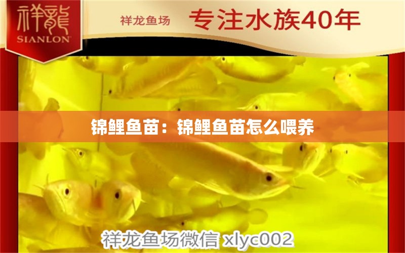 錦鯉魚苗：錦鯉魚苗怎么喂養(yǎng) 過背金龍魚