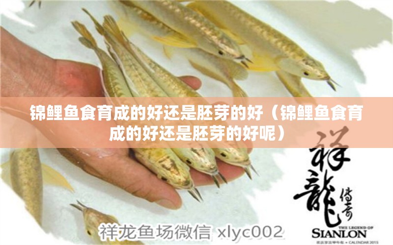 錦鯉魚(yú)食育成的好還是胚芽的好（錦鯉魚(yú)食育成的好還是胚芽的好呢）