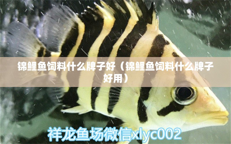 錦鯉魚飼料什么牌子好（錦鯉魚飼料什么牌子好用）