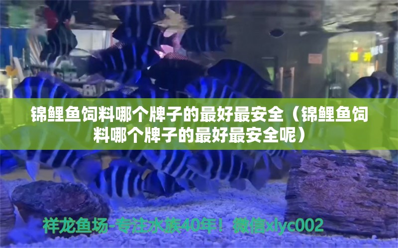 錦鯉魚(yú)飼料哪個(gè)牌子的最好最安全（錦鯉魚(yú)飼料哪個(gè)牌子的最好最安全呢） 錦鯉飼料