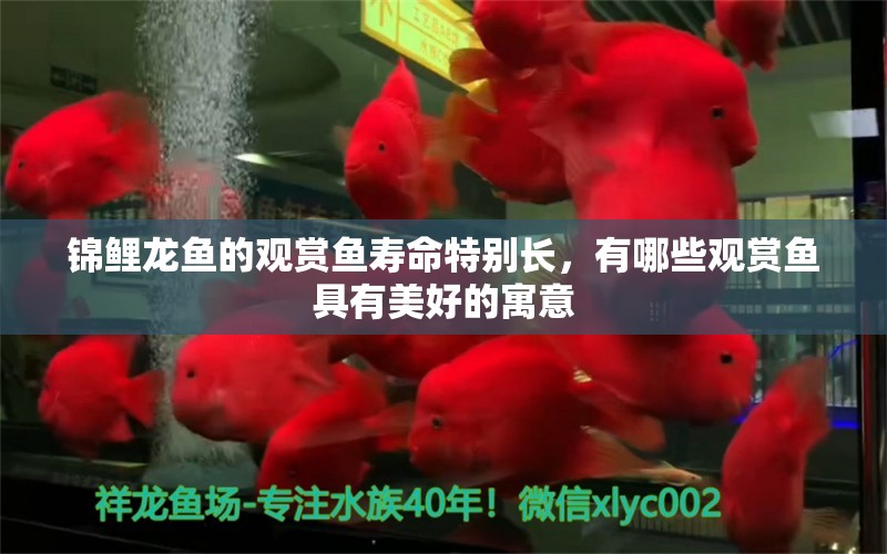 錦鯉龍魚的觀賞魚壽命特別長，有哪些觀賞魚具有美好的寓意 祥龍龍魚魚糧