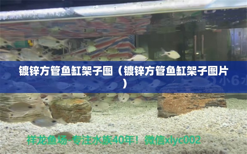 鍍鋅方管魚缸架子圖（鍍鋅方管魚缸架子圖片） 觀賞魚市場(chǎng)（混養(yǎng)魚）