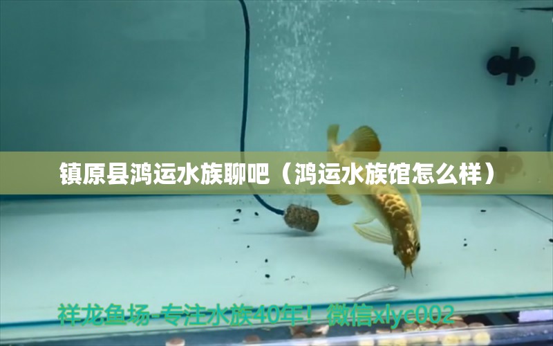 鎮(zhèn)原縣鴻運(yùn)水族聊吧（鴻運(yùn)水族館怎么樣） 全國(guó)水族館企業(yè)名錄