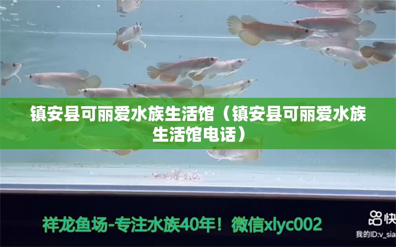 鎮(zhèn)安縣可麗愛水族生活館（鎮(zhèn)安縣可麗愛水族生活館電話） 全國水族館企業(yè)名錄