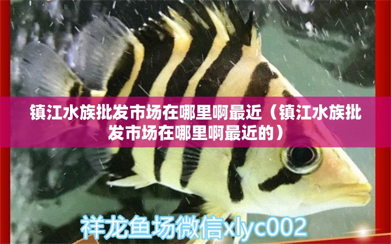 鎮(zhèn)江水族批發(fā)市場在哪里啊最近（鎮(zhèn)江水族批發(fā)市場在哪里啊最近的）