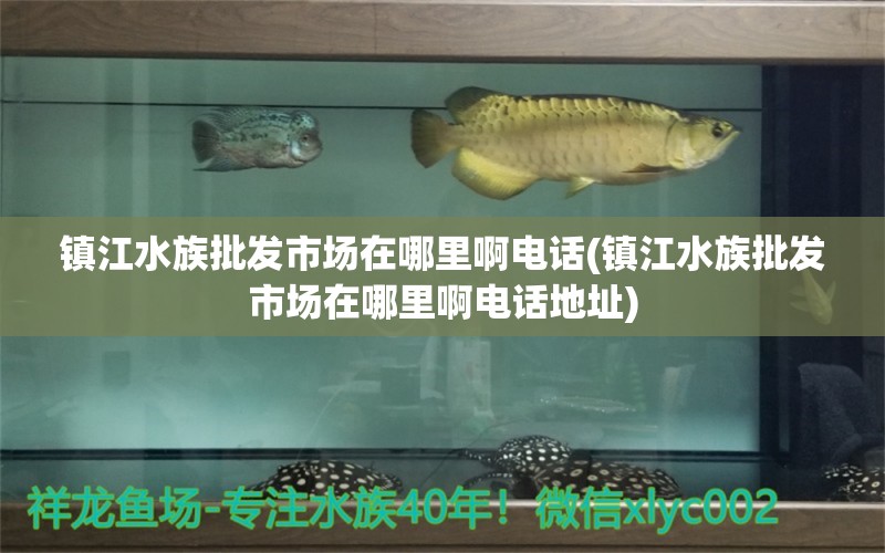 鎮(zhèn)江水族批發(fā)市場在哪里啊電話(鎮(zhèn)江水族批發(fā)市場在哪里啊電話地址) 觀賞魚水族批發(fā)市場