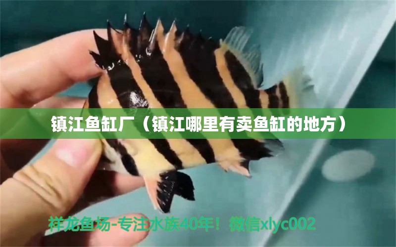 鎮(zhèn)江魚缸廠（鎮(zhèn)江哪里有賣魚缸的地方）