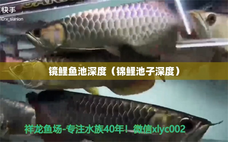 鏡鯉魚池深度（錦鯉池子深度） 養(yǎng)魚的好處