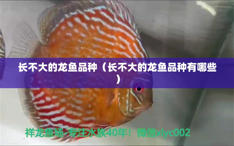 長不大的龍魚品種（長不大的龍魚品種有哪些）