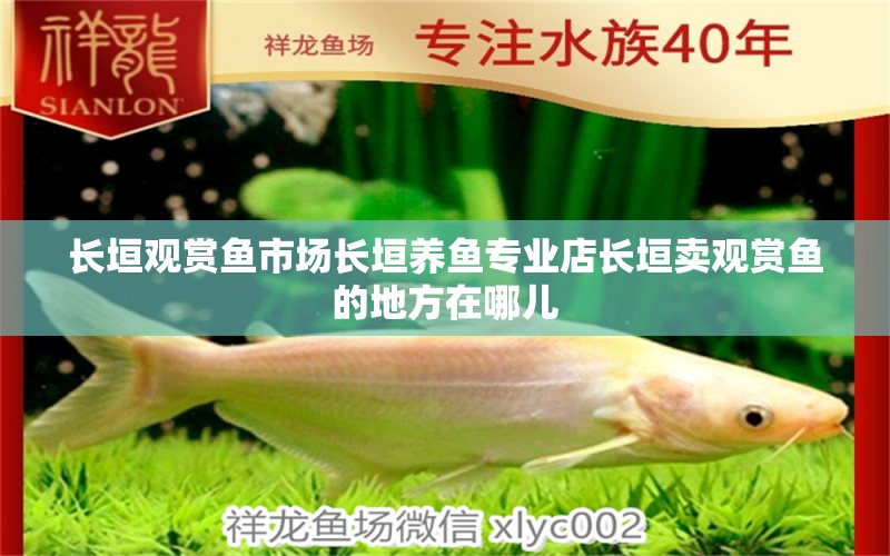 長垣觀賞魚市場長垣養(yǎng)魚專業(yè)店長垣賣觀賞魚的地方在哪兒 觀賞魚市場（混養(yǎng)魚）