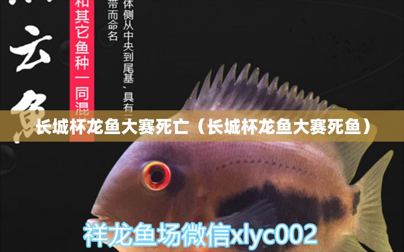 長城杯龍魚大賽死亡（長城杯龍魚大賽死魚）