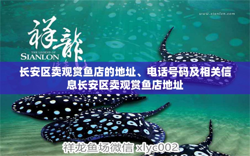 長安區(qū)賣觀賞魚店的地址、電話號碼及相關信息長安區(qū)賣觀賞魚店地址 黃金河虎魚