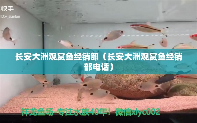 長(zhǎng)安大洲觀賞魚經(jīng)銷部（長(zhǎng)安大洲觀賞魚經(jīng)銷部電話）