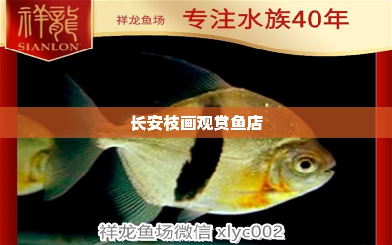 長(zhǎng)安枝畫觀賞魚(yú)店 全國(guó)水族館企業(yè)名錄