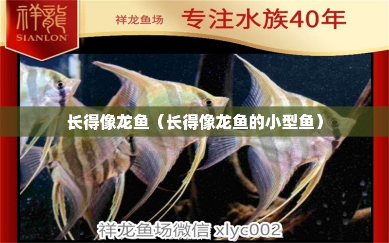 長得像龍魚（長得像龍魚的小型魚）