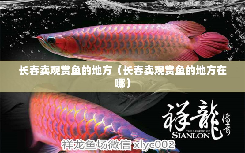 長春賣觀賞魚的地方（長春賣觀賞魚的地方在哪）