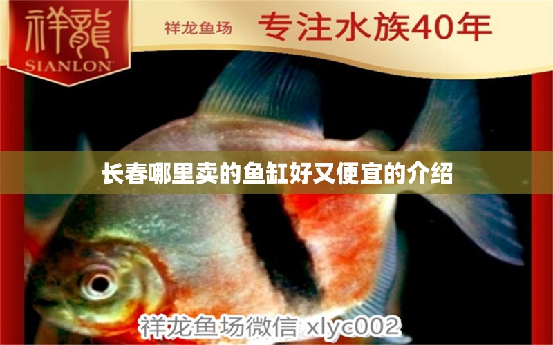 長春哪里賣的魚缸好又便宜的介紹 紅眼黃化幽靈火箭魚|皇家火箭魚