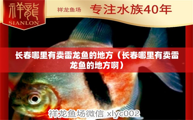 長春哪里有賣雷龍魚的地方（長春哪里有賣雷龍魚的地方?。?魚缸等水族設(shè)備