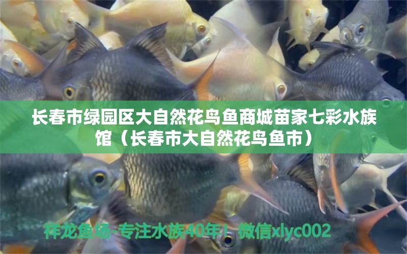 長(zhǎng)春市綠園區(qū)大自然花鳥(niǎo)魚(yú)商城苗家七彩水族館（長(zhǎng)春市大自然花鳥(niǎo)魚(yú)市） 全國(guó)水族館企業(yè)名錄