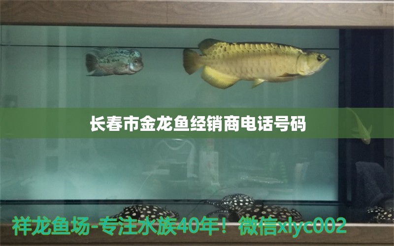 長(zhǎng)春市金龍魚(yú)經(jīng)銷商電話號(hào)碼 祥龍魚(yú)場(chǎng)