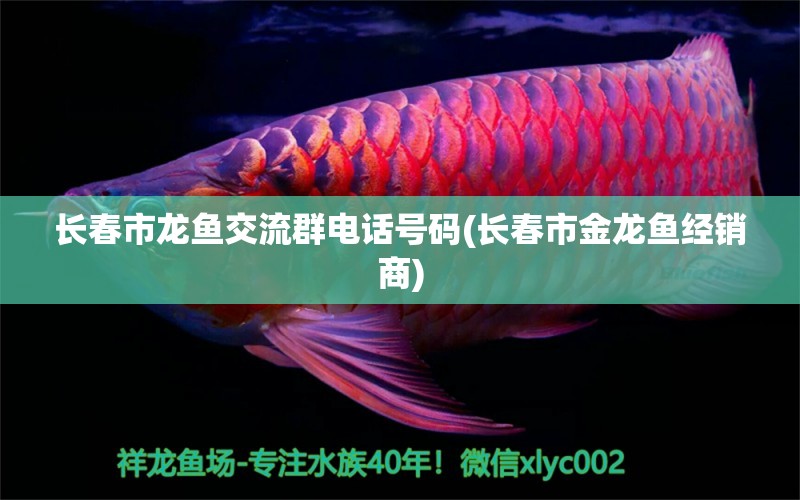 長春市龍魚交流群電話號碼(長春市金龍魚經(jīng)銷商) 帝王血鉆