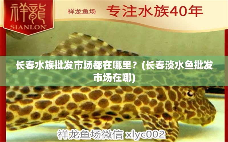 長春水族批發(fā)市場都在哪里？(長春淡水魚批發(fā)市場在哪) 觀賞魚水族批發(fā)市場