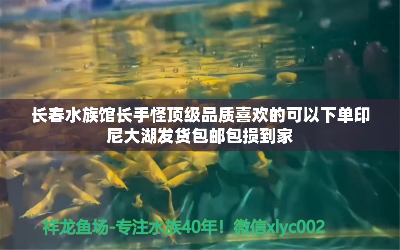 長春水族館長手怪頂級(jí)品質(zhì)喜歡的可以下單印尼大湖發(fā)貨包郵包損到家 虎魚魚苗 第3張