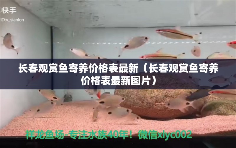 長春觀賞魚寄養(yǎng)價格表最新（長春觀賞魚寄養(yǎng)價格表最新圖片）