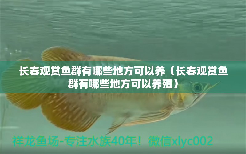 長春觀賞魚群有哪些地方可以養(yǎng)（長春觀賞魚群有哪些地方可以養(yǎng)殖）