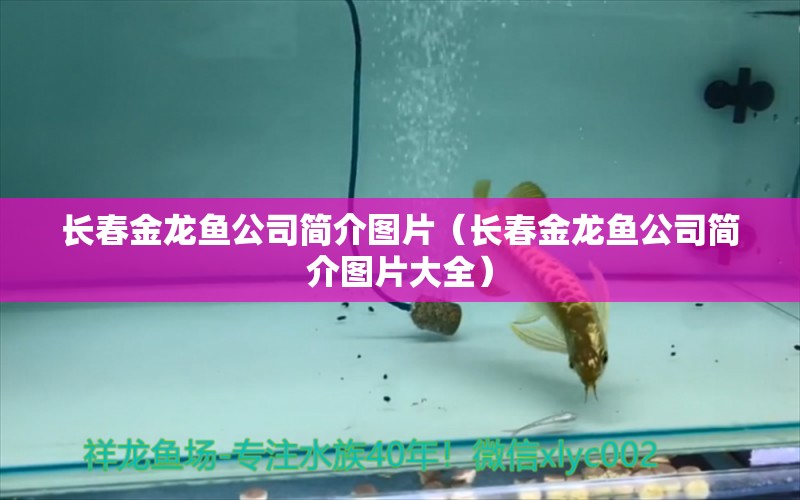 長春金龍魚公司簡介圖片（長春金龍魚公司簡介圖片大全） 祥龍水族醫(yī)院