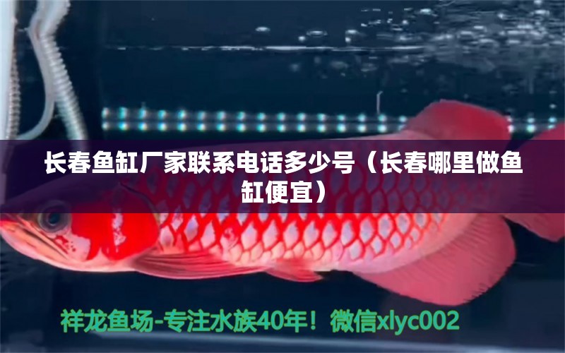 長春魚缸廠家聯(lián)系電話多少號(hào)（長春哪里做魚缸便宜） 野生埃及神仙魚