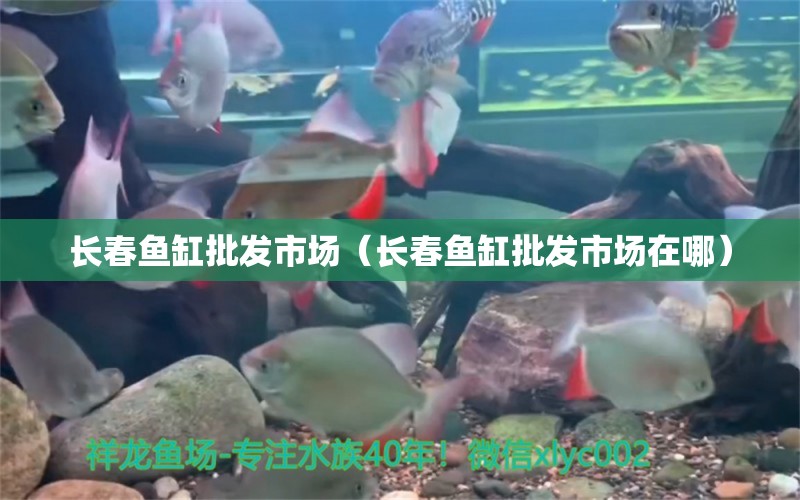 長(zhǎng)春魚缸批發(fā)市場(chǎng)（長(zhǎng)春魚缸批發(fā)市場(chǎng)在哪）