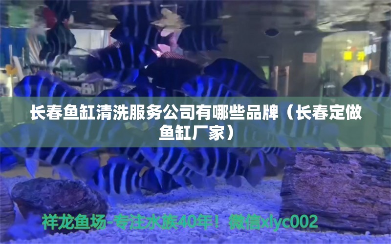 長春魚缸清洗服務公司有哪些品牌（長春定做魚缸廠家） 赤焰中國虎魚