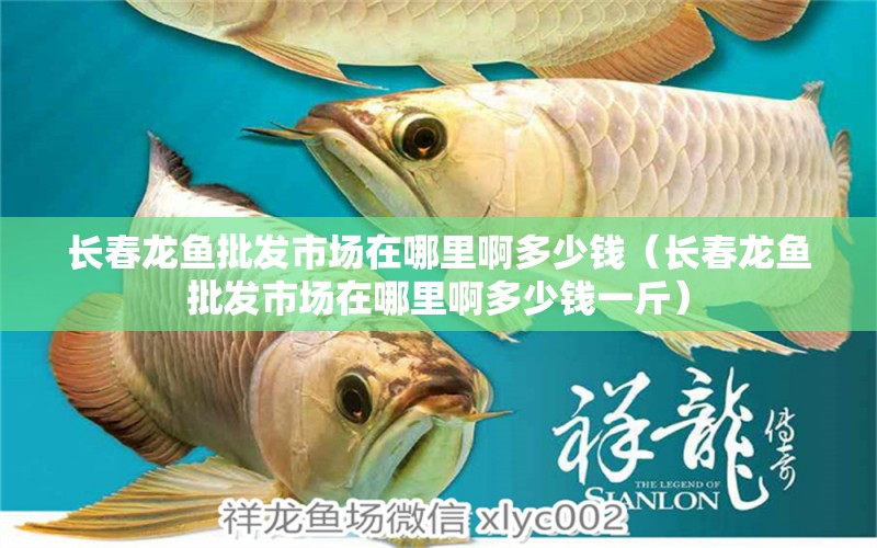 長春龍魚批發(fā)市場在哪里啊多少錢（長春龍魚批發(fā)市場在哪里啊多少錢一斤）