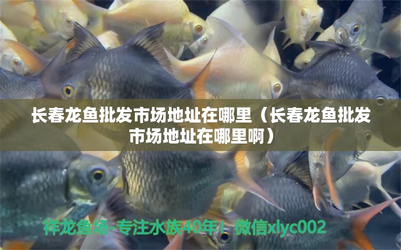 長(zhǎng)春龍魚批發(fā)市場(chǎng)地址在哪里（長(zhǎng)春龍魚批發(fā)市場(chǎng)地址在哪里啊）