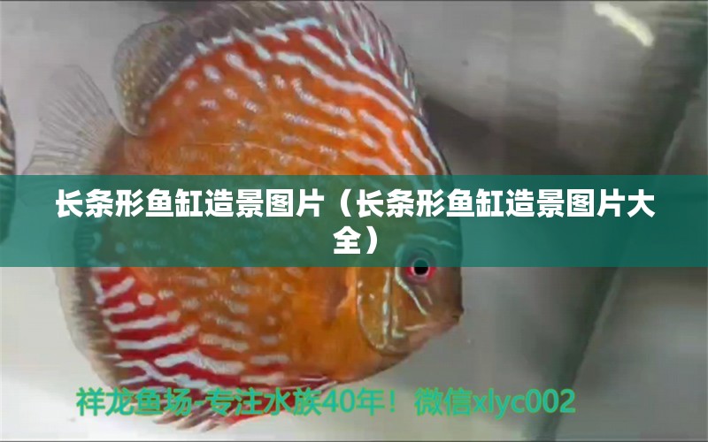 長條形魚缸造景圖片（長條形魚缸造景圖片大全） 祥龍水族醫(yī)院