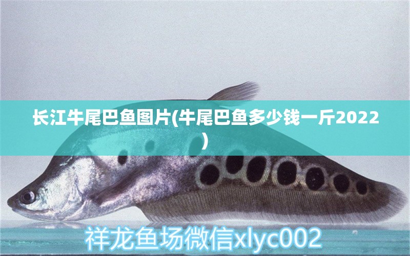 長(zhǎng)江牛尾巴魚圖片(牛尾巴魚多少錢一斤2022) 黑桃A魚