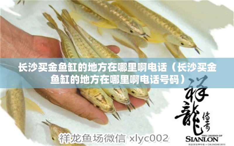 長沙買金魚缸的地方在哪里啊電話（長沙買金魚缸的地方在哪里啊電話號碼） 祥龍水族醫(yī)院