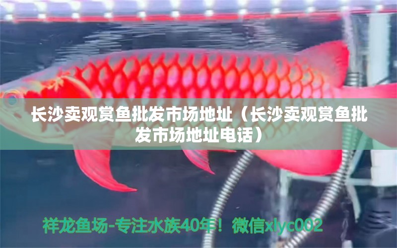 長沙賣觀賞魚批發(fā)市場地址（長沙賣觀賞魚批發(fā)市場地址電話） 觀賞魚批發(fā)