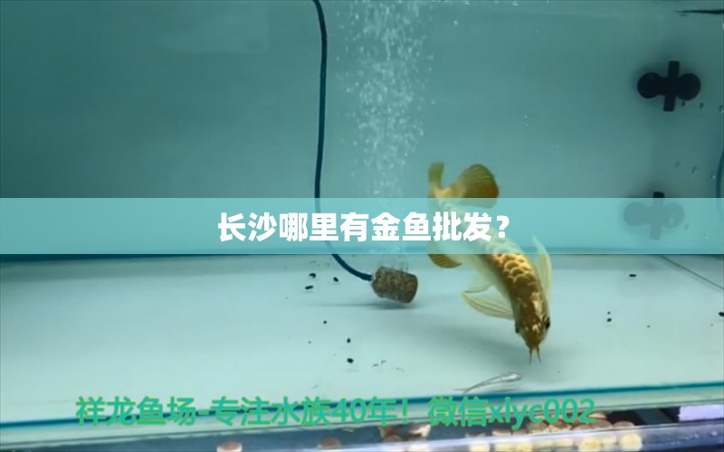 長(zhǎng)沙哪里有金魚(yú)批發(fā)？ 暹羅巨鯉