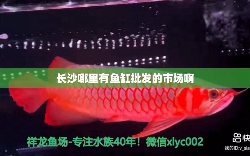 長沙哪里有魚缸批發(fā)的市場啊 祥龍魚場