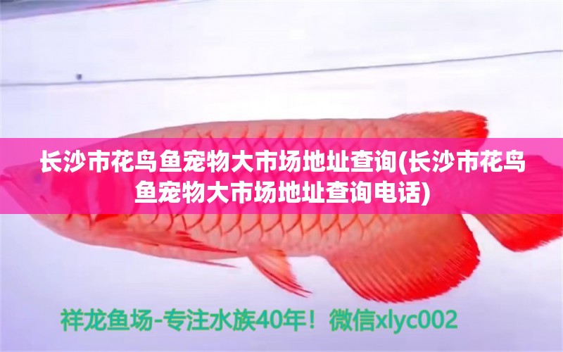 長(zhǎng)沙市花鳥(niǎo)魚寵物大市場(chǎng)地址查詢(長(zhǎng)沙市花鳥(niǎo)魚寵物大市場(chǎng)地址查詢電話) 黃金眼鏡蛇雷龍魚