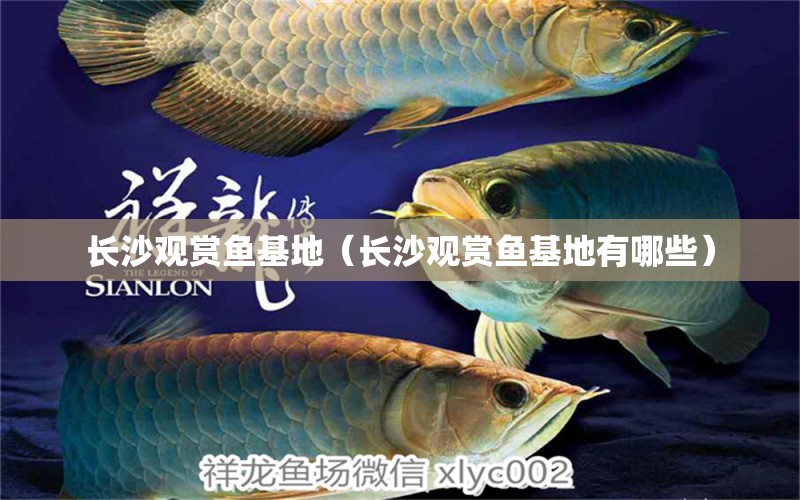 長沙觀賞魚基地（長沙觀賞魚基地有哪些）