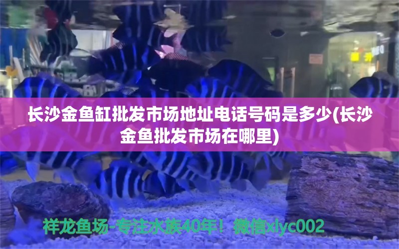 長沙金魚缸批發(fā)市場地址電話號(hào)碼是多少(長沙金魚批發(fā)市場在哪里) 觀賞龜/鱉飼料