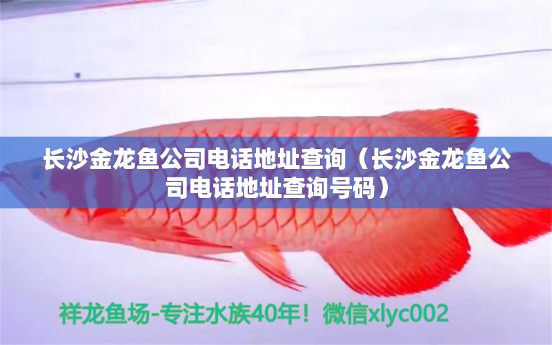 長沙金龍魚公司電話地址查詢（長沙金龍魚公司電話地址查詢號碼）